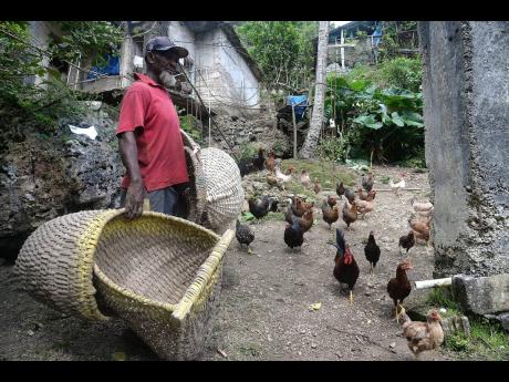 Seiwright Maise from Alderton, St Ann, with baskets that he has for sale. In addition to being a maker of baskets of all kinds, Maise raises common fowl and owns over 100-odd chickens.