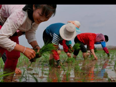 North Korean farmers plant rice seedlings in a field at the Sambong Cooperative Farm, South Pyongan Province, North Korea. 