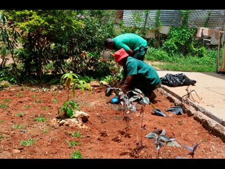 Two members of the RIU team redoing the garden at Refuge of Hope in Albion, Montego Bay, days ahead of Labour Day.