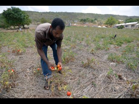 In this July 2014 photo, Clive Edwards shows The Gleaner a tomato field that he abandoned because of drought and his inability to purchase water for his crop.