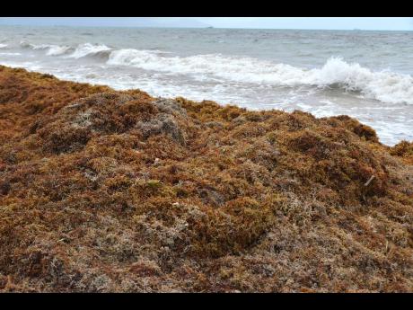The seaweed (sargassum) is a type of open ocean brown algae. It is only found in the Atlantic Ocean and provides refuge for migratory species. 