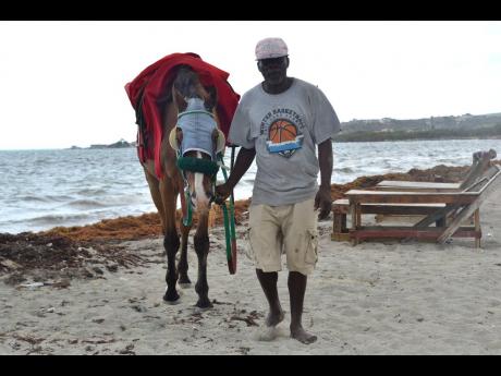 Trevor Champagnie, who makes his living by offering horse rides along the beach, is badly affected by the influx of sargassum. He says no one wants to use the beach because of the seaweed.
