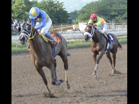 CHACE THE GREAT, ridden by jockey Dane Nelson, wins the 31st running of the ‘Glen Mills O.J.’ Caribbean Sprint Championship on The Burger King Super Stakes Race Day at Caymanas Park on Saturday, November 10, 2018.