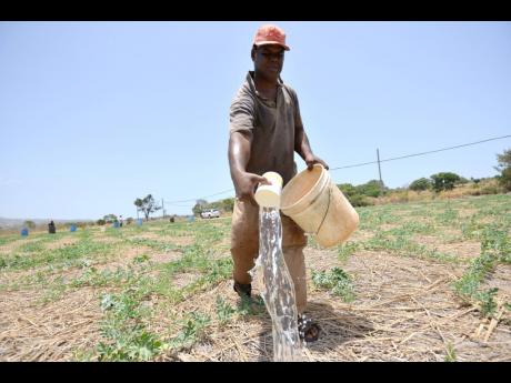 Richard Gayle of Flagaman, St Elizabeth, use water that was purchased to wet this roots of the melon vine so to fight the drought in this 2014 Gleaner photo.