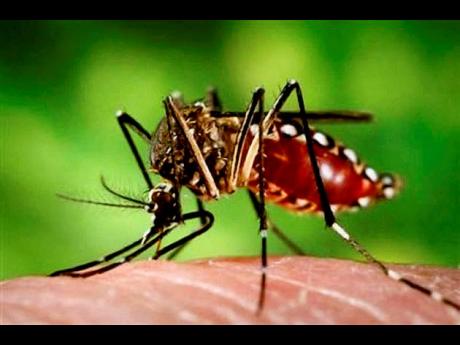 The female Aedes aegypti mosquito