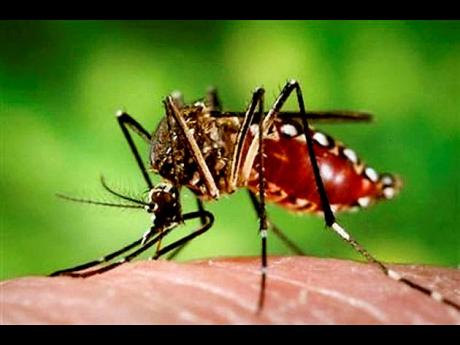 The female Aedes aegypti mosquito is the vector for dengue fever.