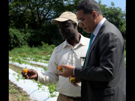 Hugh Johnson (left), president of the Small Business Association of Jamaica, shows peppers grown on his farm at Bernard Lodge, St Catherine, to Prime Minister Andrew Holness during a tour of the property yesterday. 