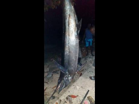 This 570lb Blue Marlin was caught by local fisherman Desmond Morgan off the coast of Port Antonio on Sunday. It is the heaviest catch since 1989 when a 592lbs marlin was caught during the Sir Henry Blue Marlin Tournament.  