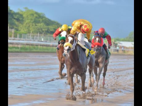 
EXHILARATE destroys a class field to win the Gladiator Trophy ahead of SUPERLUMINAL and TOONA CILIATA at Caymanas PArk yesterday. He was being ridden by Aaron Chatrie. 