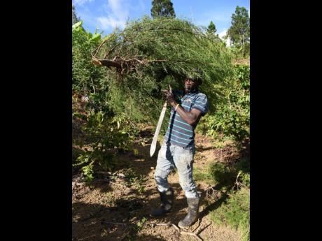 Euton Rodney carries a Christmas tree from his farm in Penlyne Castle to prepare for it to be sold in Kingston.