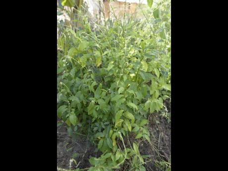 Guinea hen weed, one of many herbal remedies that Jamaicans use.