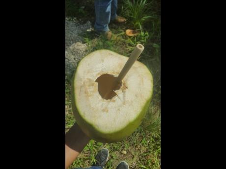 A bamboo straw being used to sip water from this coconut.