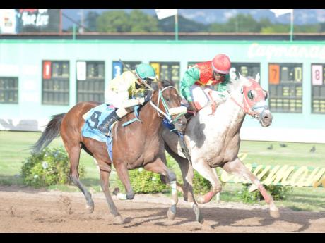 SAMORA (right), ridden by Daniel Satchell, battles with AWESOME CAT all the way to the finish line to claim victory in the 9th race at Caymanas Park yesterday.