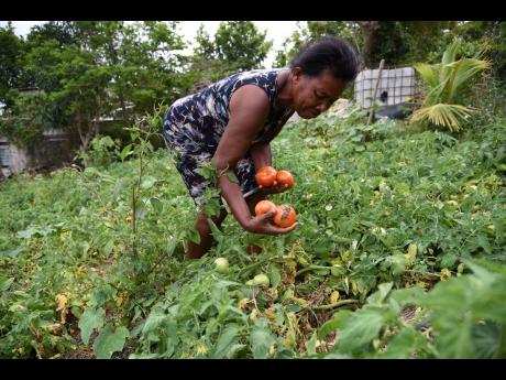 Elaline Simpson, a farmer in Melsam, St Elizabeth, picks tomatoes amid a downturn in the market because of the shutdown of the hotel sector as a result of the COVID-19 pandemic. The Government yesterday announced a $240-million programme to ease a glut of produce on the market.
