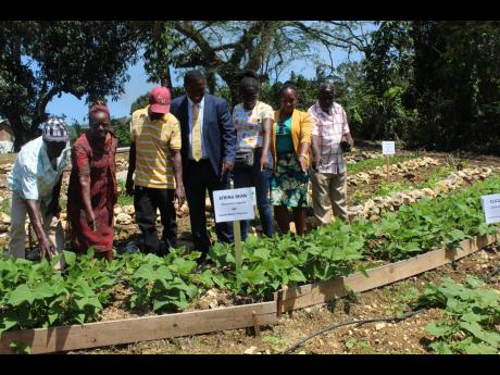 Michael James (centre) with his group of volunteers in the string beans plot, planted on the hillside at Wakefield Primary School in March of this year. 