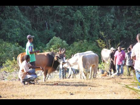 Farmers wait for prospective buyers for their cattle at British, Clarendon.