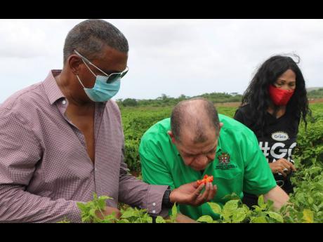 Farmer Gary Coulton (left) breaks open a ripe West Indian red pepper to allow Agriculture Minister Audley Shaw to get a good sniff duirng a tour of his farm on the Springffield Agro-Park in Clarendon. General manager of GK Foods & Services – Grace Agro P