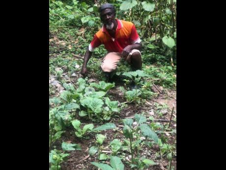 Small farmer Leroy Morrison surveying his vegetable farm after suffering losses estimated at $160,000.