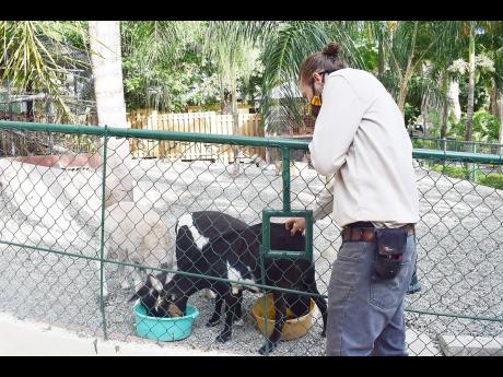 Hope Zoo curator Joey Brown pets a sheep inside the zoo’s refurbished petting zoo and sheep enclosure which is also home to one goat, named Candy. 