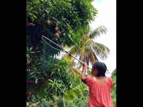 Celia Sorhaindo picking mangoes from her mom’s tree in Dominica.