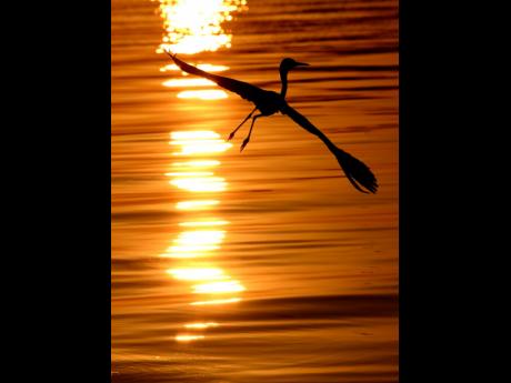 A bird flies by the reflection of the  sunrise on the Kingston waterfront.