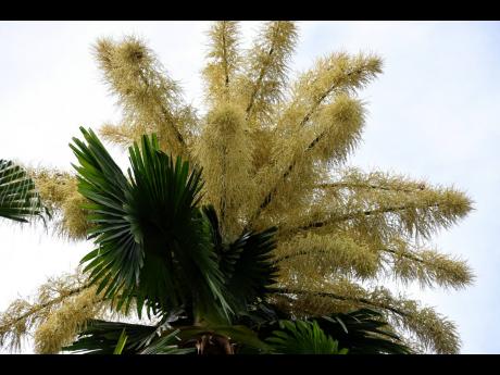 A century palm in full bloom at the Hope Botanic Gardens in St Andrew. The century palm only blooms once in its lifetime and then dies about a year after.