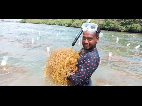 Ashton Multipurpose Cooperative Limited (AMCO), a community-led sea moss cooperative based on Union Island in Saint Vincent and the Grenadines, has received a CarSIF SME microgrant to build capacity of their members in financial management, recordkeeping a