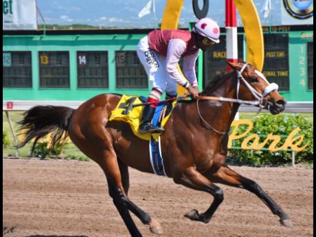 Ian Allen/Photographer 
Patriarch ridden by Dane Nelson, canters to an easy victory in the second race at Caymanas park on Saturday, January 4, 2020.