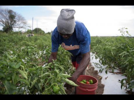 A St Catherine man reaps sweet peppers from his farm. 