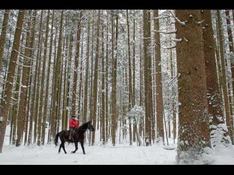 A woman rides her horse through a forest near Lofer in the Austrian province of Salzburg. The Austrian government has spoken up to correct US President Donald Trump’s claim that people in their country live in ‘forest cities’. 