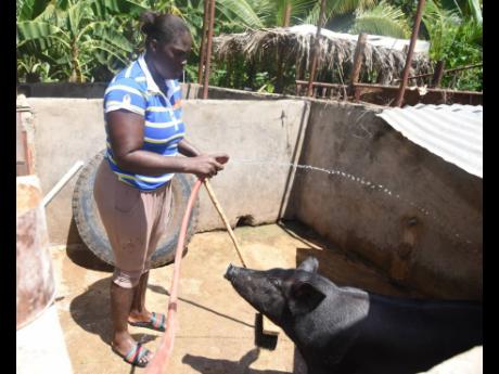 Jermaine Black’s sister Kimone Graham-Forrest left her job as a registered nail technician to become a pig farmer.