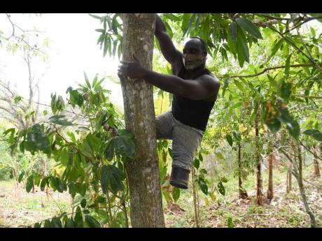 Dane Coleman’s brother, Andrew Nelson, who is a farmer and was featured in The Gleaner. Like Dane, he has defied and overcome challenges that have come his way. Here he is seen climbing a tree with ease.