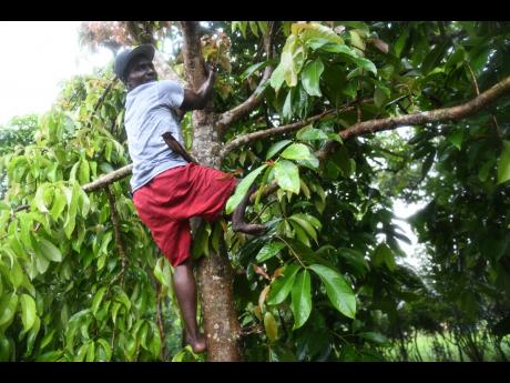 Dane Coleman, 38-year-old farmer from Simon district in Clarendon, climbs a tree with ease. Physical disabilities have not deterred Coleman, and there is no tree he cannot climb. 