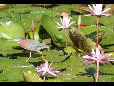 The Striated heron on water lilies.