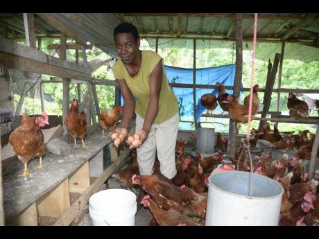 Chicken farmer Juliet Barrett, a resident of Logwood, a tough rural community in St Thomas. 