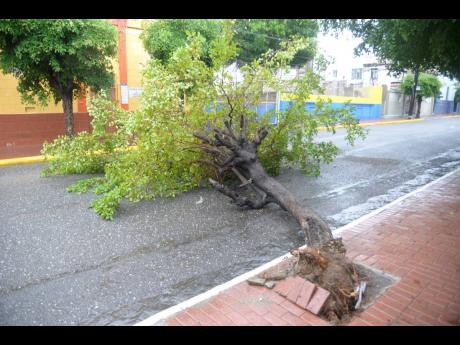 An uprooted tree blocks Duke Street in the nation’s capital, Kingston, on Sunday. 