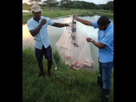 Minister of Agriculture and Fisheries Floyd Green checks out the size of the fish harvested by Leon South from the pond of Damion Walters in Hartland, St Catherine, during Wednesday’s tour of farms affected by recent flood rains.