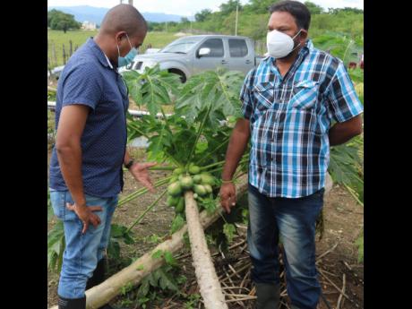 A dejected Omar Ramsamugh (right) discussing the damage caused to his papaya farm by recent rains with Agriculture Minister Floyd Green on Saturday.