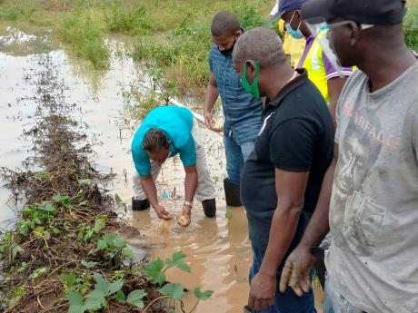 Minister of Agriculture and Fisheries Floyd Green (second right) watches as Terrence Samuels, agro-park manager, Plantation Garden River, examines a sweet potato in a waterlogged field in Ebony Agro-Park in Clarendon on Wednesday. Green toured several Clar