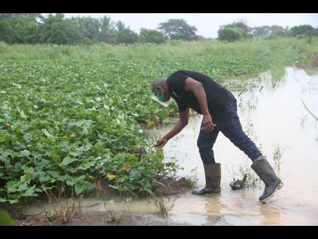 Wayne Kelly, a farmer at Ebony Agro Park in Clarendon, explains the impact of the extended rainfall has had on his crops on Wednesday during a tour by Agriculture Minister Floyd Green and officials from the Rural Agricultural Development Authority.