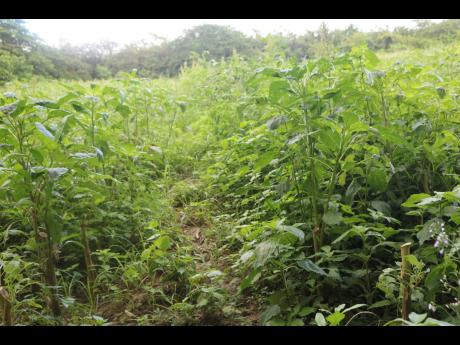 This callaloo bed has been overgrown with weeds which have sprung up as a result of the recent rains.