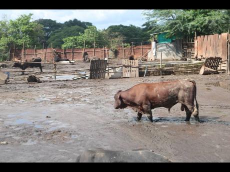 A young Jamaica Red Poll bull struggles to walk through the mud in his pen at Lakes Pen, St Catherine, yesterday. With more rain forecast for this week, farmers are concerned about how they will cope with flooding, which has made life unbearable for them a