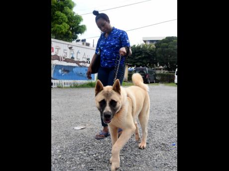 Cavelle Newsome and her Akita companion, Samson. Newsome says that she is in agreement with the proposed dog-bite law that holds negligent owners criminally responsible for attacks.