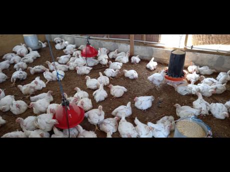 Some of the chickens that are being raised at Carron Hall High School in St Mary. 