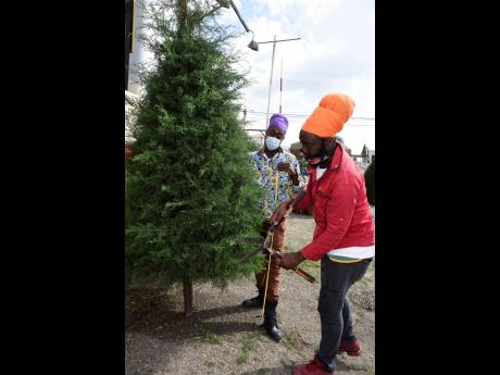 Nebo Smith (right) trims a Christmas tree with help from Ipal Smith outside Tropical Plaza along Constant Spring Rd in Half-Way Tree, St Andrew, yesterday.