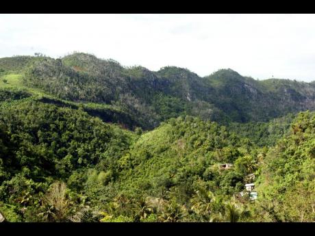 The forests of the Cockpit Country in Jamaica's interior are a world-famous karst (limestone) habitat, home to many plants and animals found nowhere else in the world.