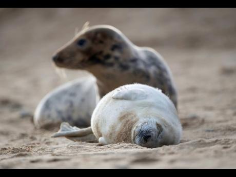 A grey seal and her pup on the beach at Horsey Gap in Norfolk, England, on Sunday.  