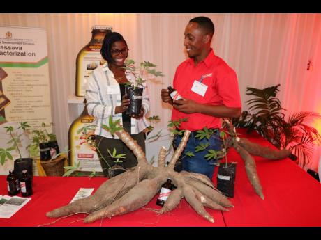 File 
In this 2018 Gleaner photo, cassava is displayed in the foreground, while contract farmer Charmaine Blair-Stewart converses with Red Stripe Farm Operations Manager Eistein McLean in the background, during a forum on cassava ordinaised by Red Stripe, 