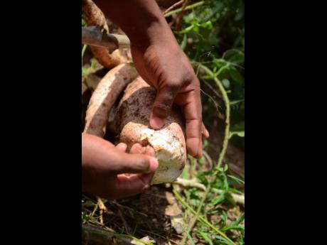 A cassava tuber being examined in the field.