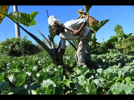 In this 2020 file photo, Norman Spence, a blind farmer, checks on cabbages during his daily visit on his farm in Kilmarnock, St Elizabeth.